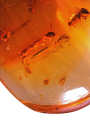 Amber copal with 2 fly-snake / raffidioptera) and 1 white ant, 8 grs