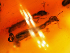 Amber copal with 2 fly-snake / raffidioptera) and 1 white ant, 8 grs