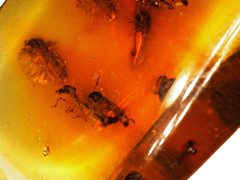 Amber copal with 2 fly-snake / raffidioptera) and 1 white ant, 8 grs