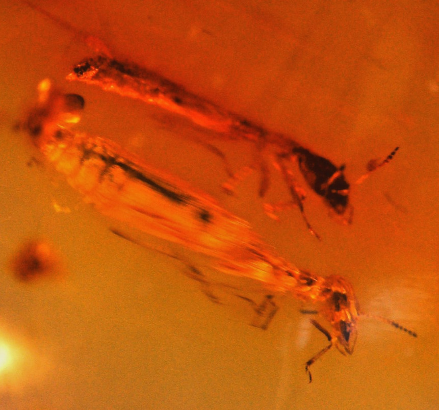 Amber copal with 2 fly-snake / raffidioptera) and 1 white ant, 8 grs