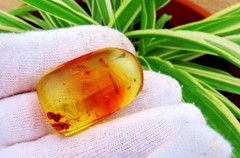 Amber copal with 2 fly-snake / raffidioptera) and 1 white ant, 8 grs