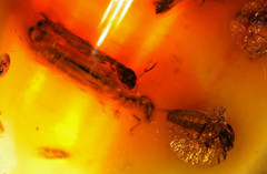 Amber copal with 2 fly-snake / raffidioptera) and 1 white ant, 8 grs