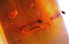 Amber copal with 2 fly-snake / raffidioptera) and 1 white ant, 8 grs