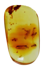 Amber copal with 2 fly-snake / raffidioptera) and 1 white ant, 8 grs