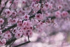 Institut Karite Paris 75ml Cherry Blossom Light Hand Cream 20% Shea Butter